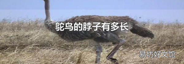 鴕鳥的脖子有多長