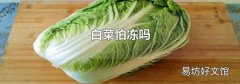 白菜怕冻吗