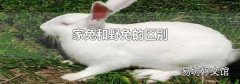 家兔和野兔的区别