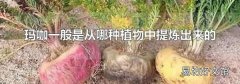 玛咖一般是从哪种植物中提炼出来的