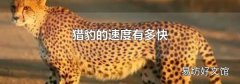 猎豹的速度有多快