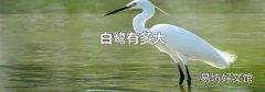 白鹭有多大