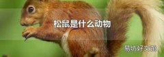 松鼠是什么動(dòng)物