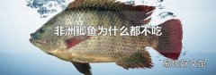 非洲鲫鱼为什么都不吃