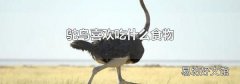 鸵鸟喜欢吃什么食物