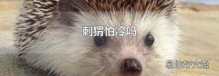 刺猬怕冷吗