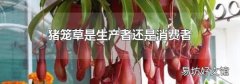 猪笼草是生产者还是消费者