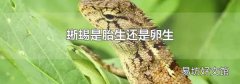 蜥蜴是胎生还是卵生