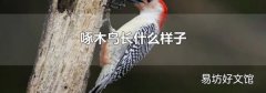 啄木鸟长什么样子