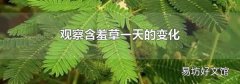 观察含羞草一天的变化