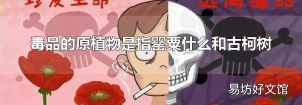 毒品的原植物是指罂粟什么和古柯树