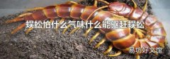 蜈蚣怕什么气味什么能驱赶蜈蚣