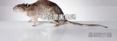 老鼠是害虫吗