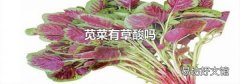 苋菜有草酸吗