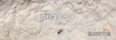 面粉里的虫子