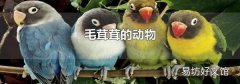 毛茸茸的动物