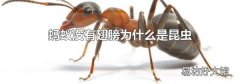 蚂蚁没有翅膀为什么是昆虫