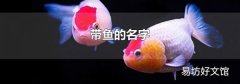 带鱼的名字