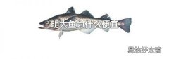 明太鱼为什么便宜
