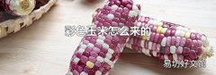 彩色玉米怎么来的