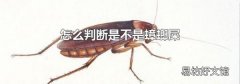 怎么判断是不是蟑螂屎