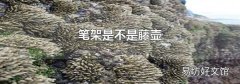 笔架是不是藤壶