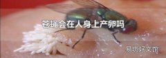苍蝇会在人身上产卵吗