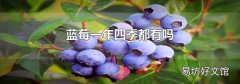 蓝莓一年四季都有吗