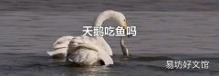 天鹅吃鱼吗