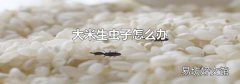 大米生虫子怎么办