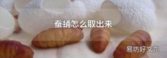 蚕蛹怎么取出来
