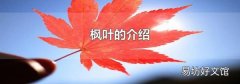 枫叶的介绍