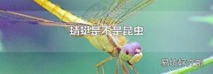 蜻蜓是不是昆虫