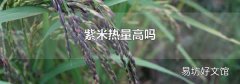 紫米热量高吗
