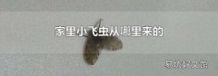 家里小飞虫从哪里来的
