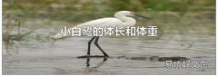 小白鹭的体长和体重