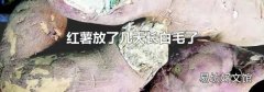 红薯放了几天长白毛了