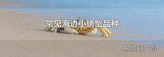 常见海边小螃蟹品种