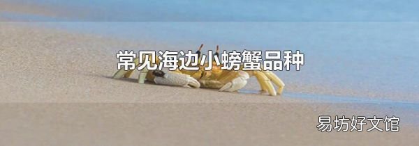 常见海边小螃蟹品种