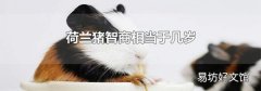 荷兰猪智商相当于几岁