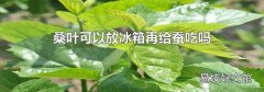 桑叶可以放冰箱再给蚕吃吗