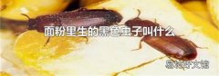 面粉里生的黑色虫子叫什么