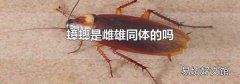 蟑螂是雌雄同体的吗