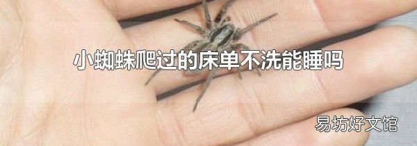 小蜘蛛爬过的床单不洗能睡吗