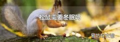 松鼠需要冬眠吗