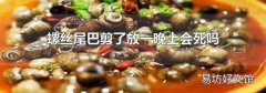 螺丝尾巴剪了放一晚上会死吗