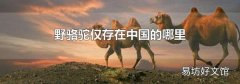 野骆驼仅存在中国的哪里