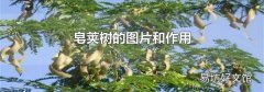 皂荚树的图片和作用