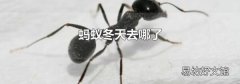 螞蟻冬天去哪了