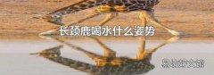 长颈鹿喝水什么姿势